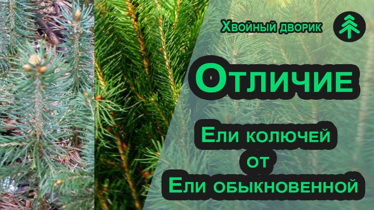 Отличие Ели колючей Глаука от Ели обыкновенной. Как отличаются саженцы ели колючей и обыкновенной? смотреть онлайн