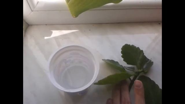 Как быстро укоренить черенки каланхоэ смотреть онлайн