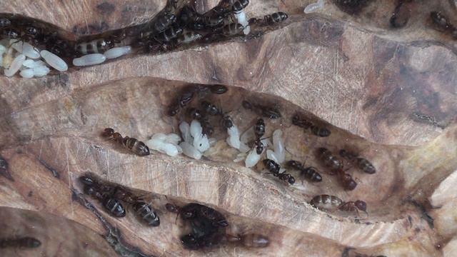 Camponotus Truncatus