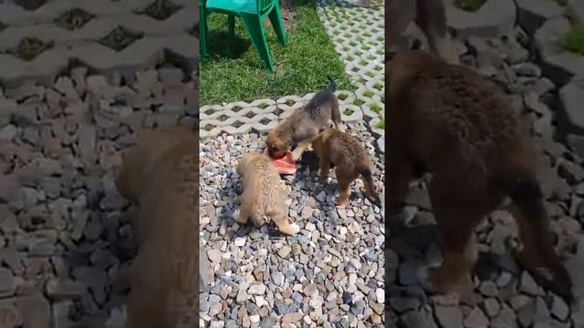 Щенки породы Алабай смотреть онлайн