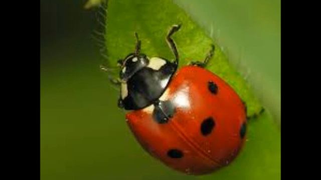 Ladybug Rag смотреть онлайн