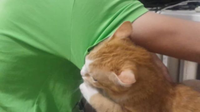 Funny cat. Смешные коты. Кот Макс и подмышка. смотреть онлайн