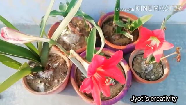 how to grow and care of amaryllis/beladona/naked lily plant смотреть онлайн