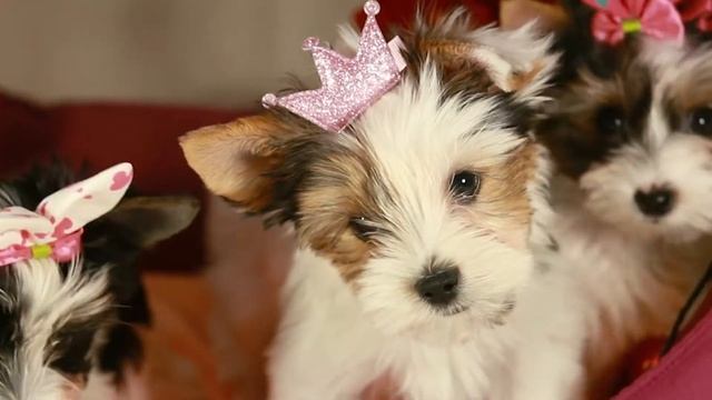 Щенок бивер йорка /купить щенка / питомник йоркширских терьеров смотреть онлайн