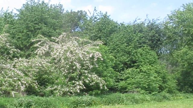 Розовая "акация" в ГБС, робиния пышная смотреть онлайн