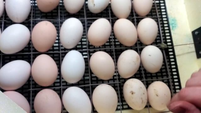 Инкубатор Золушка на 28 яиц.Птенцывывод.Все плюсы и минусы.Часть5.