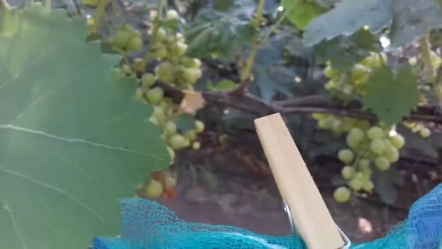 Сорт винограда Мускат Янтарный смотреть онлайн