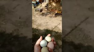 Доминанты ГС 459 ,ГС 300 какие яйца в итоге несут.