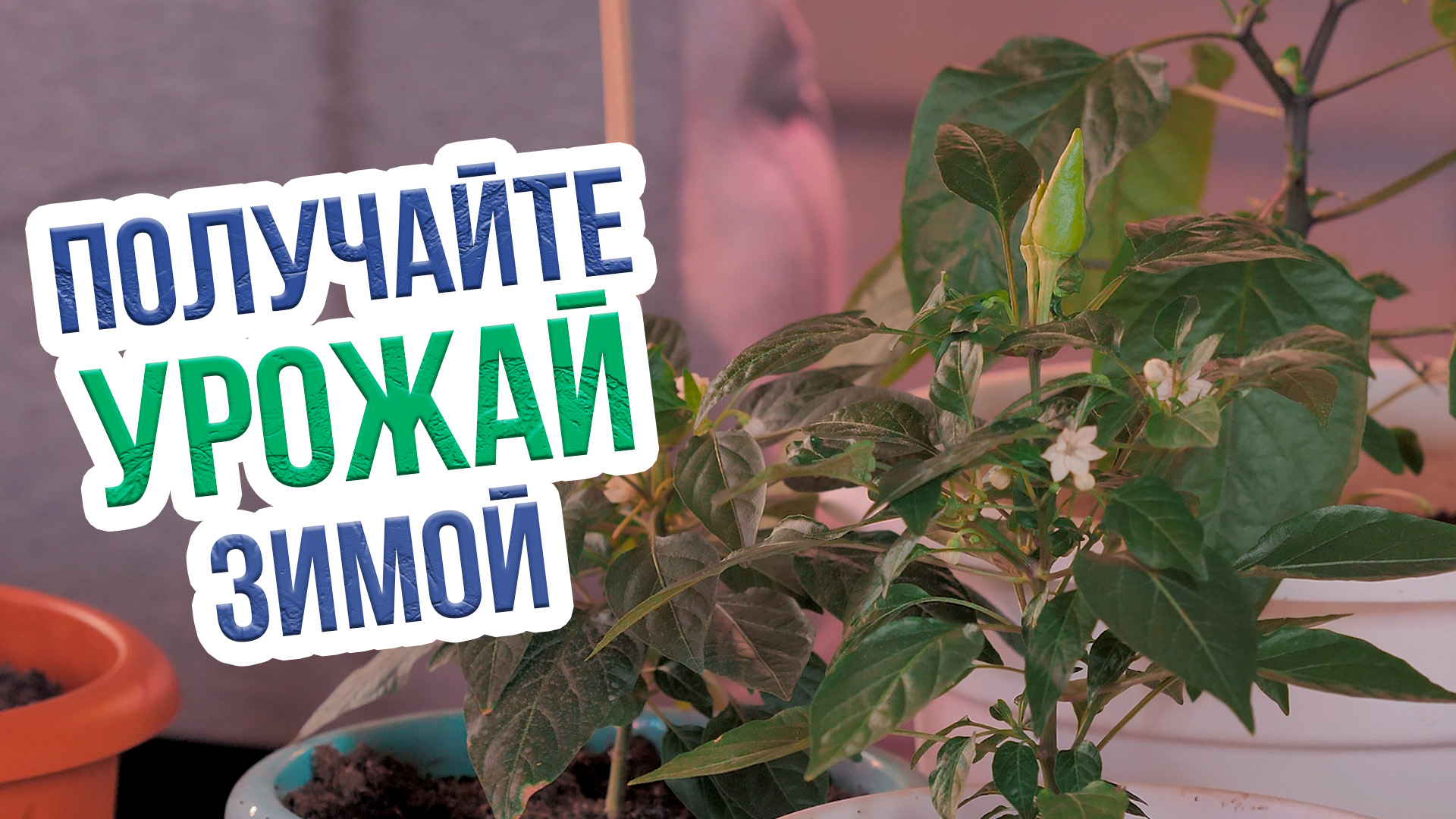 Огород на подоконнике для начинающих. Что можно выращивать зимой на подоконнике? смотреть онлайн