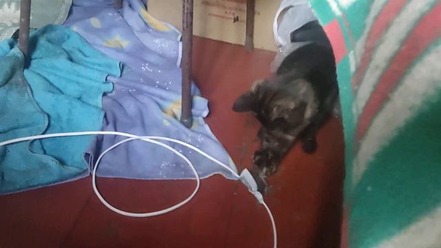 кошка играет мышью смотреть онлайн
