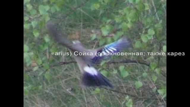 сойка (Garrulus glandarius) Со́йка (также обыкновенная также карез смотреть онлайн