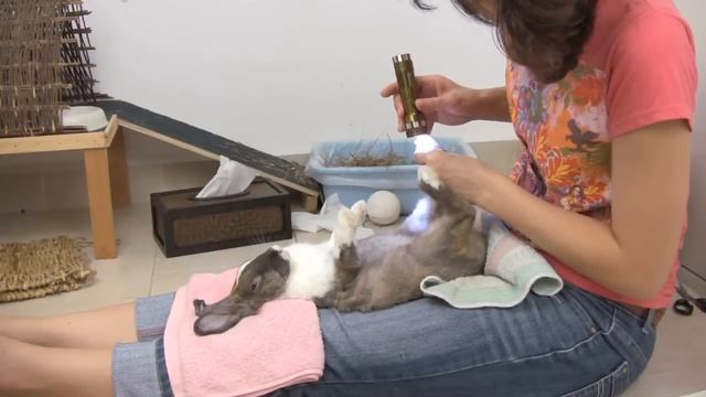 How to Trim your Rabbit's Nails - Teeny's Tips смотреть онлайн