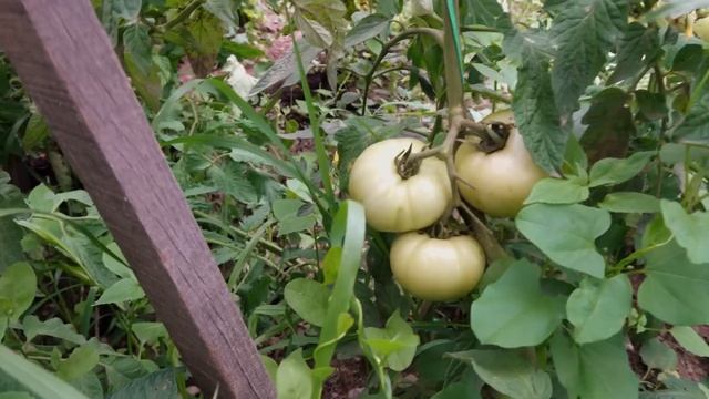 BRUTALLY EFFICIENT - Tomato and Cucumber need this GREAT supplement! смотреть онлайн