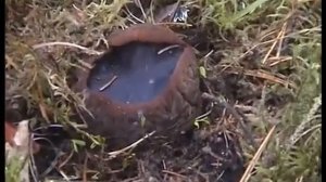 Как собирают Молодильные грибы. Саркосома шаровидная. Где растут в Смоленских лесах..