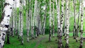 "Береза моя, березонька" Устное народное творчество