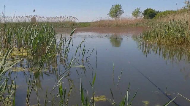 Настоящее чудо. Релакс на рыбалке в тишине природы. смотреть онлайн