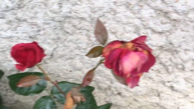 Rosiers 'Violette Parfumée' et 'Le Grand Huit' Le dernier jet d'une éternelle beauté смотреть онлайн