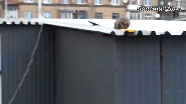 Отчетное видео за период с 31.12.2021 по 08.01.2022