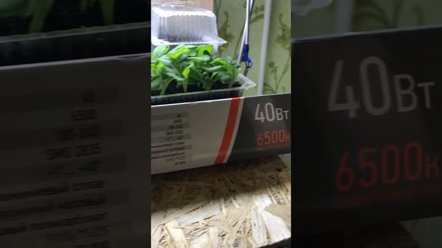 Долой фитолампы!!! И под обычными все растёт смотреть онлайн