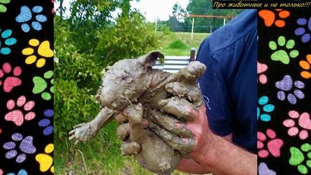 Люди отмыли странного зверька от грязи, которому срочно требовалась помощь! Оказалось, что это... смотреть онлайн