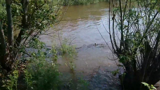 Зея 2016 Астрахановские луга смотреть онлайн