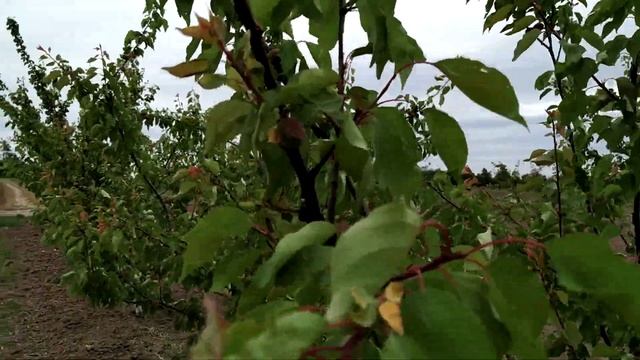 Как сохранить урожай абрикоса и других плодовых культур от весенних морозов. смотреть онлайн