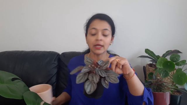 Peperomia Sunrise Care And Propagation