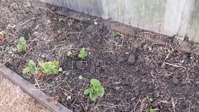 Мой крошечный земляничный бизнес 2...К зиме готовы! смотреть онлайн