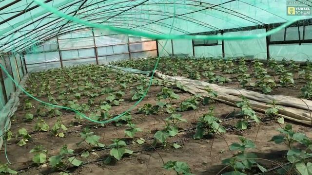 Огурец Лютояр F1, Вятич F1. Состояние на 30 апреля 2017 года. Обработали следующим... смотреть онлайн