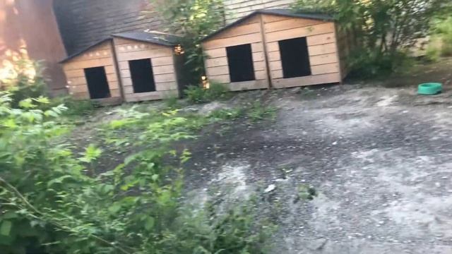 Будки для бездомных собак смотреть онлайн