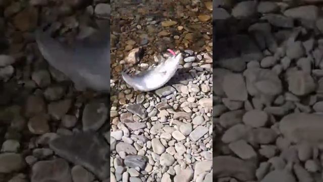 Ловля горбуши на воблер 55 мм (6,2 гр) от Mr. Musurok