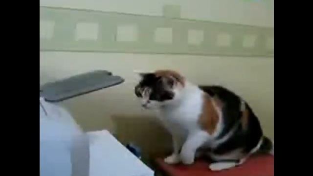 Cat Vs Printer (with the original sound) смотреть онлайн