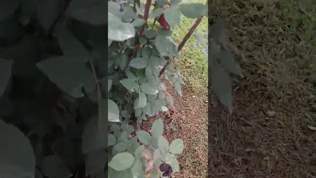 Rosa Barkarole® смотреть онлайн