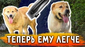 Перса подстригли, сильная жара, ему от нее плохо. Не выходит из гаража даже.