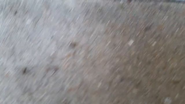 Oriental Cockroaches - Blatta Orientalis