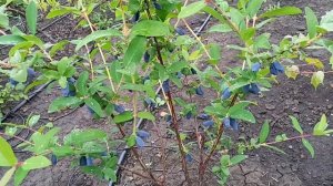 Обзор сортов жимолости   Бореалис, Индиго, Аврора, Хонейби