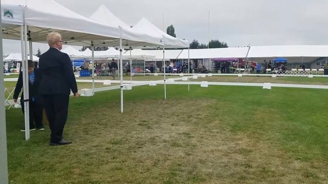 New AKC junior handler with a PUPPY bullmastiff! смотреть онлайн