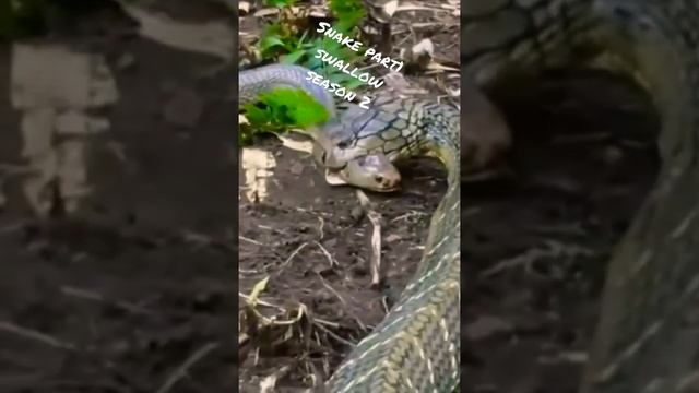 snake life s2 part1 swallow snake смотреть онлайн