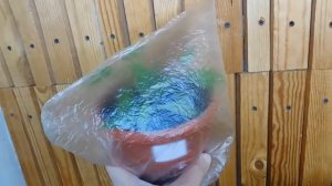 Гелиотроп, размножение . Очень просто .