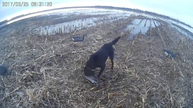 # 17 Охота на гуся в Беларуси. Вот это ОХОТА!!! Домановский ч 1 смотреть онлайн