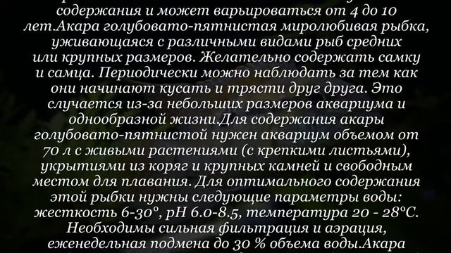 Аквариумная рыбка Акара голубовато пятнистая смотреть онлайн