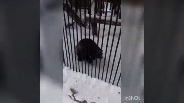 🖤🐾бешанная Расамаха🖤Прогулкаа в зоопарк зимой!) смотреть онлайн