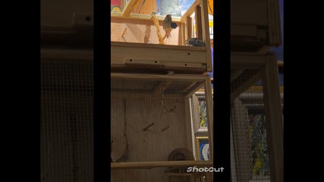 #short #канарейка #хорошеенастроение #сша На бис! смотреть онлайн