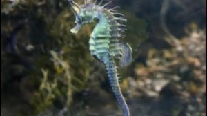 География 36. Обитатели морей и океанов. Часть 2 — Шишкина школа