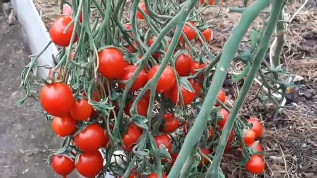 Коктельные томаты Монпасье и Поцелуй!!! Агрофирма Партнёр. смотреть онлайн