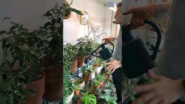 My Plant Room! смотреть онлайн