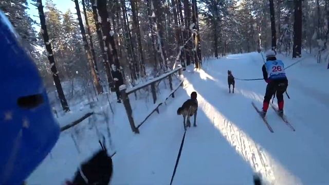 Skijoring Malinois & Greyster ездовой спорт малинуа и грейстер