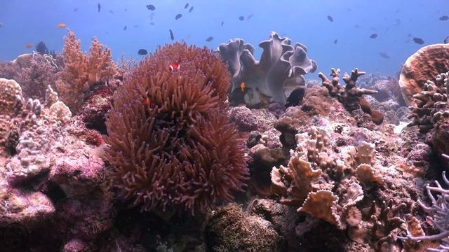 The Ocean View #8 | Relaxing Music Under The Water - Healing Fish смотреть онлайн
