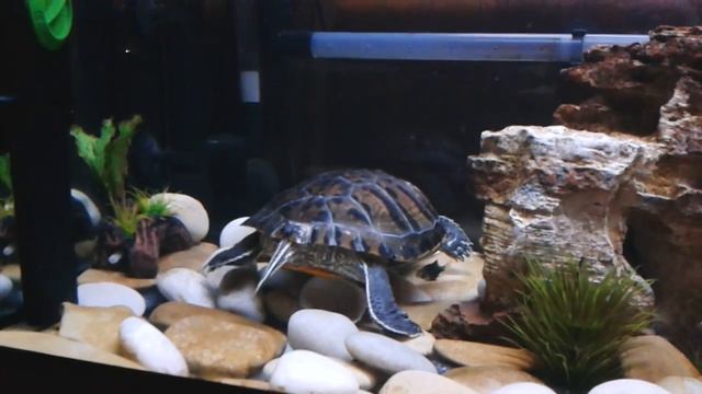 Красноухая черепаха (Trachemys scripta) роет грунт смотреть онлайн