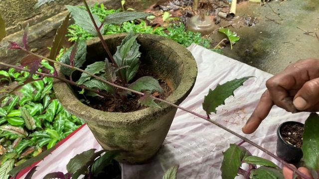 purple velvet plant / purple passion plant смотреть онлайн
